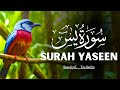 Surah Yasin (Yaseen) سورة يس | Relaxing Voice | Abdul Rafay