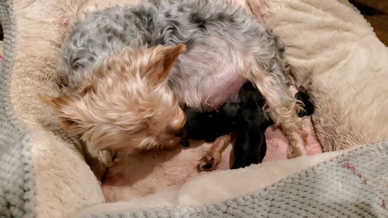 Yorkie Giving Birth To 7 Puppies - YouTube