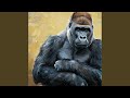 The Gorilla in You Remains