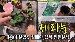 제라늄 파종이 분업& 실패한 삽목 원인분석