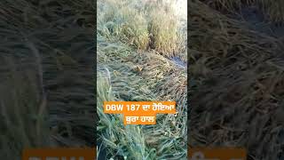 ਕਣਕ ਦਾ ਝਾੜ ਵੀ ਘੱਟ ਤੇ ਤੂੜੀ ਵੀ ਕਾਲੀ ਬਣੂ////// #latestagriculturalinfo