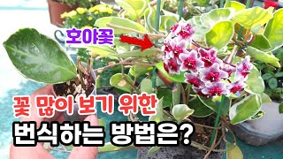 호야 번식할 때 성공율 높이는 방법은? | 물꽂이 | 삽목 | 잎꽂이 | 꺽꽂이 | 여러분들의 선택은?