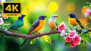 Relaxing Piano \u0026 Bird Sounds 🌿 Calming Instrumental Music for Inner Peace (No ADS)