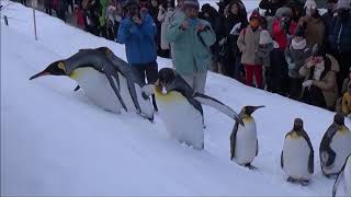 【飼育員さんもびっくり！？】坂をえっちらおっちら登るキングペンギン【旭山動物園】