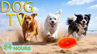 DOG TV: Videos Entertain for Dogs Home Alone All Day with Music Relax & Anti-Stress - Music for Dogs