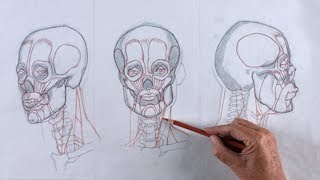 TRAILER | Reilly Method Head Drawing: Unit 1 – Anatomy with Mark Westermoe