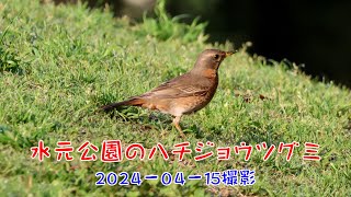 水元公園のハチジョウツグミ2024 04 15 撮影