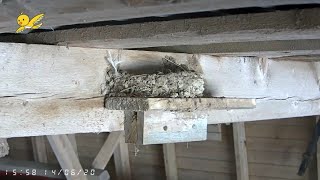 Barn Swallow nest ( Haarapääskyn pesä )