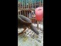 chakor bird partridge chakor bird in pakistan. 2021 domestictv shorts video