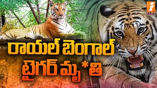 రాయల్ బెంగాల్ టైగర్ మృ*తి | Tirupati Royal Bengal Tiger Incident | iNews