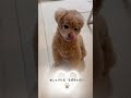 トイプードル⭐︎もずちゃびー おしゃべり犬 犬語 話したい犬