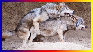 Wild Wolf Life Mating And Giving Birth Sucess