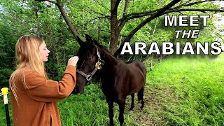 Meet the Arabians!!! [Horses]