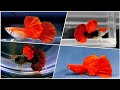 Beautiful Guppy Fish that I found on the Internet 🦘🦘🦘| Beautiful Guppy Fish in the World #195