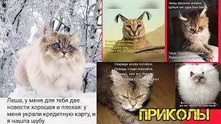 Кошачьи выходки и людские забавы: смех на каждый день ! смотри смешные картинки мемы  приколы  🤣