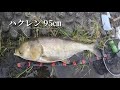 【第5回】荒川にハクレンを釣りに行こう