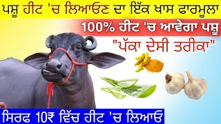 पशु हीट में लाने का तरीका 100% DESi formula • bhains ko heat mein laane ka tarika \