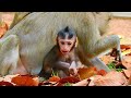 monkey u0026 primates nice video so much sweet bonita love much baby macaque so lovely baby monkey