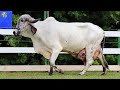 highest milking biggest udder gir cow brazil u0026 india