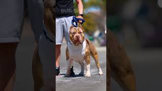 Rottweiler vs. Pitbull: The Ultimate Clash! 💥🐶 #shorts #pitbull #rottweiler