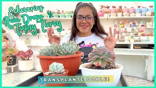 TRANSPLANTES DE ECHEVERIA RAIN DROPS Y TUPSY TURVY