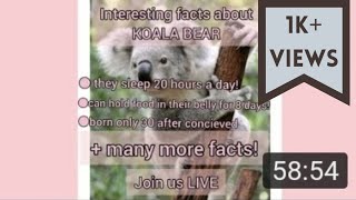 Our 1st LIVE! ~ Interesting facts - Koala bear ~ Global warming/Recycle ~ charity through channel