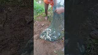 ഊത്ത പിടുത്തം, kerala village fishing #fishing #kerala #monsoon