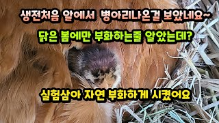 닭은 봄에만 부화 할까요?생전 처음 병아리 부화하는 모습 보고 ~~ 부화할때 이렇게 해주세요~~