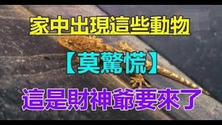 莫驚慌！家中出現這6種動物「是吉兆」　千萬不要「趕走牠們」預示財神爺要來了 | 生肖命理