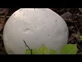 How to Identify and Eat White Puffball Mushrooms