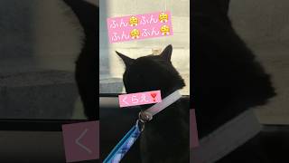 初めて会う野良猫に必殺技を喰らわせる【しゃべる猫】 #天才猫 #しゃべる猫