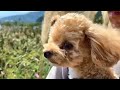 【河口湖】愛犬と大石公園にコキアを見に行って来ました！