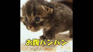 ミルクを飲みすぎた赤ちゃん猫がヨチヨチ歩く【赤ちゃん猫　保護猫】#shorts