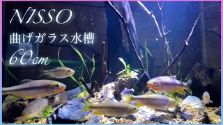 ずっと眺めてたくなる幻想的な日本淡水魚水槽ができちゃった【夫婦でアクアリウム】