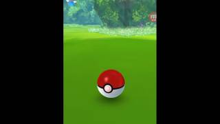 [포켓몬고][Pokemongo] 포켓몬 CP 1000 넘는 야생 독파리 잡기 ! Catching Tentacruel CP over1000