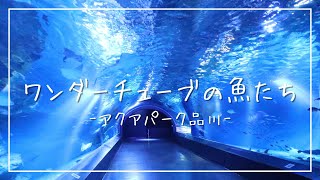 ワンダーチューブの魚たち【アクアパーク品川】