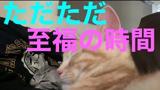 第3話【3人でお昼寝タイム】#猫 #アメリカンショートヘア #多頭飼い