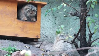 [Pallas's cat]\