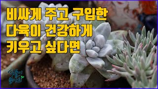 비싸게 주고 산 다육이 실뿌리 내려서 건강하게 키우려면 이렇게 하세요(succulent, たにくしょくぶつ)