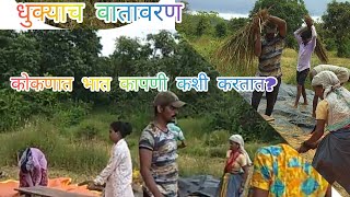 कोकणातील भात कापणी/Rice Harvest In Konkan