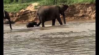 4 Days old young Elephant Crossing the river | Sabi Sands | 6 January 2025