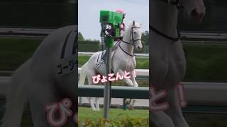 白毛馬ゴージャスちゃんのクセのある返し馬はゴールドシップ譲りなのかな？【ゴールドシップ】【ゴージャス【サトノジャスミン】