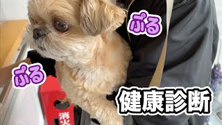 今年9歳 初めて犬の健康診断を受けに行きました チワワ×シーズー