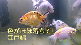 【金魚】色がほぼ落ちてしまった江戸錦【江戸錦】