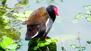 2019台北市大安森林公園生態池鳥類觀賞記錄 Bird record