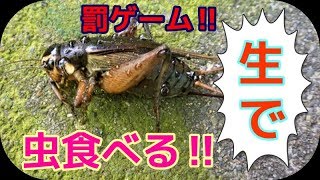 （※本気です‼）コオロギを食べる‼