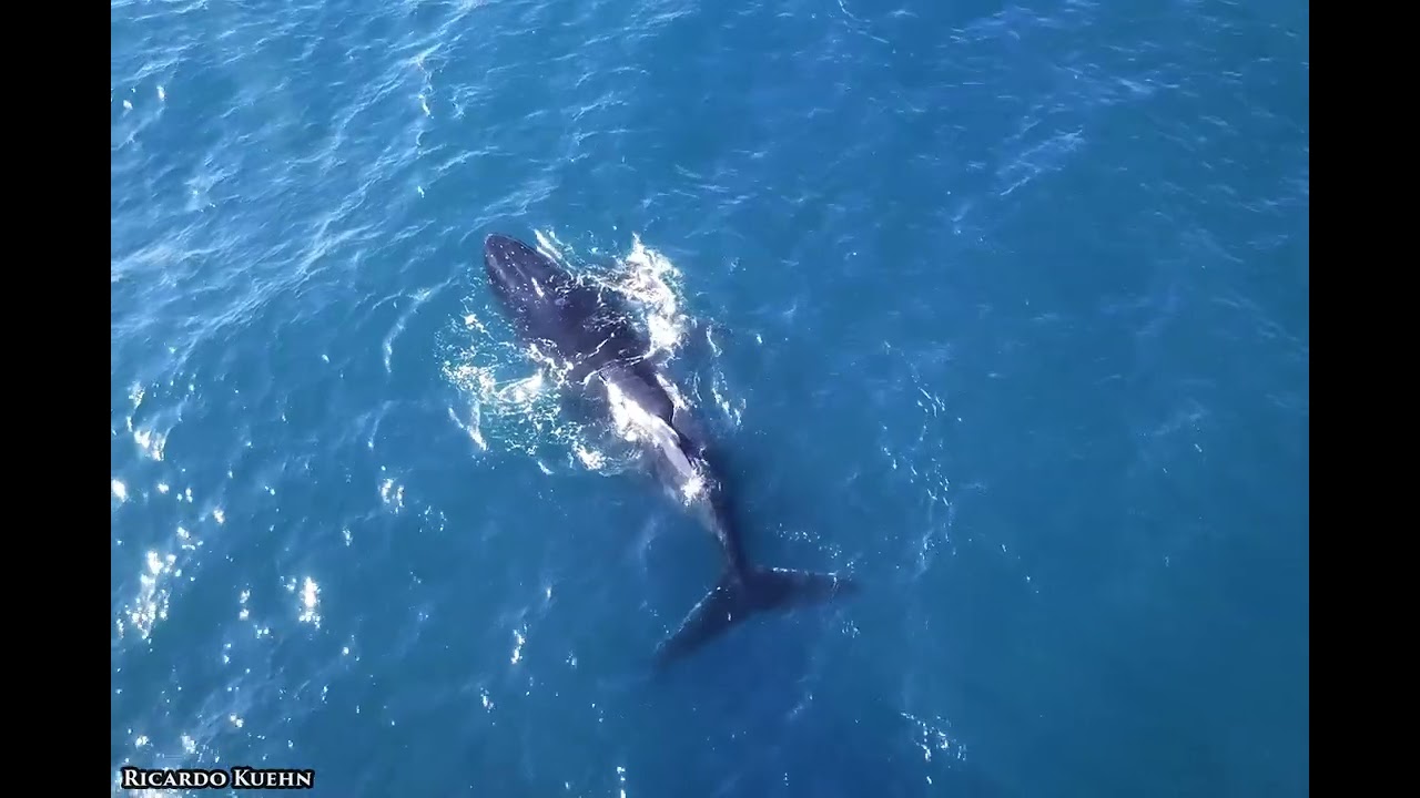 Humpback Whales Youtube