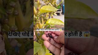 😱देखिए पोई के बीज कैसे तैयार होती हे  | How to Harvest Malabar Spinach Seeds#gardening spinach seed