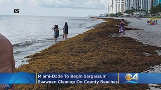 Miami-Dade To Begin Sargassum Seaweed Cleanup On County Beaches