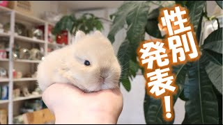 【うさぎの赤ちゃん】あめめが開きました～ネザーランドドワーフ編～